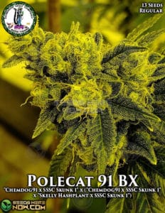 Polecat 91 BX (Regular) (space) Dominion Seed Company