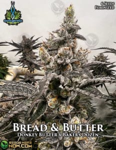 Bread & butter (feminized) - exotic genetix