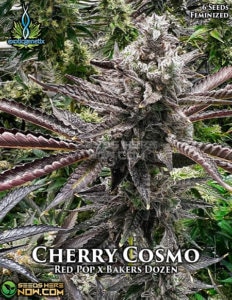 Cherry cosmo (feminized) - exotic genetix