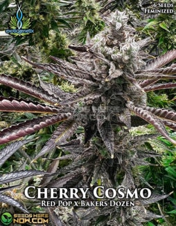 Exotic Genetix - Cherry Cosmo {FEM} [6pk]exotic-genetix-cherry-cosmo-fem