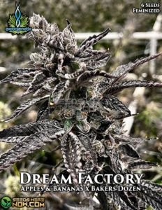 Dream factory (feminized) - exotic genetix