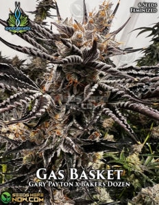 Gas basket (feminized) - exotic genetix