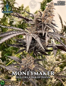 Moneymaker (feminized) - exotic genetix