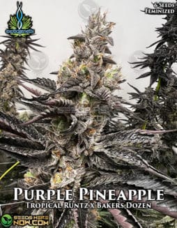 Exotic Genetix - Purple Pineapple {FEM} [6pk]exotic-genetix-purple-pineapple-fem
