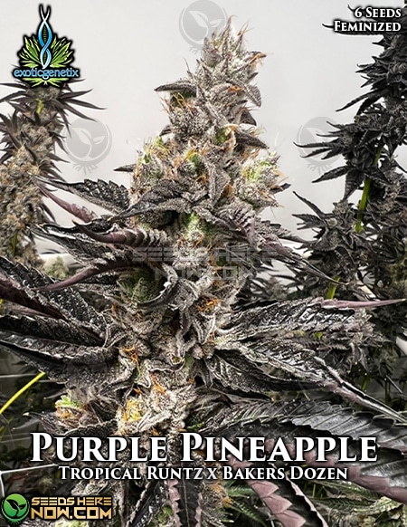 Exotic-Genetix-Purple-Pineapple-Fem
