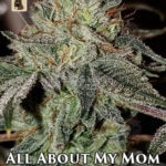 All About My Mom (Regular) - GibbsKutz Genetics