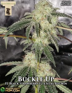 Buckle Up (regular) - Gibbskutz Genetics
