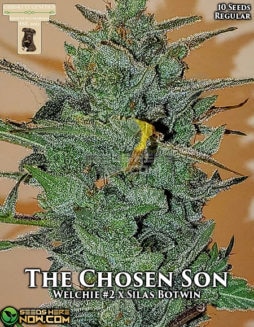 GibbsKutz Genetics - The Chosen Son {REG} [10pk]gibbs-kutz-genetics-the-chosen-son