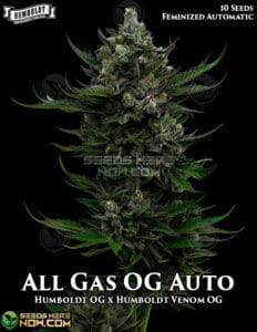 All Gas Og Auto (autoflower) - Humboldt Seed Company