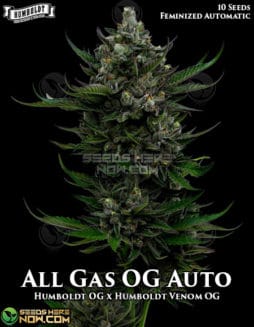 Humboldt Seed Company - All Gas OG Auto {AUTOFEM} [10pk]All Gas OG Auto