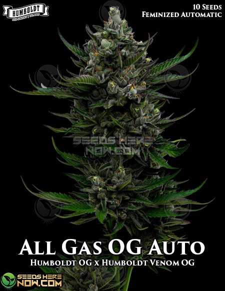 Humboldt-Seed-Company-All-Gas-Og-Auto-Autofem