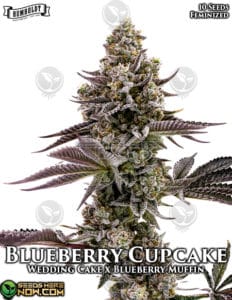 Blueberry cupcake (feminized) - humboldt seed company