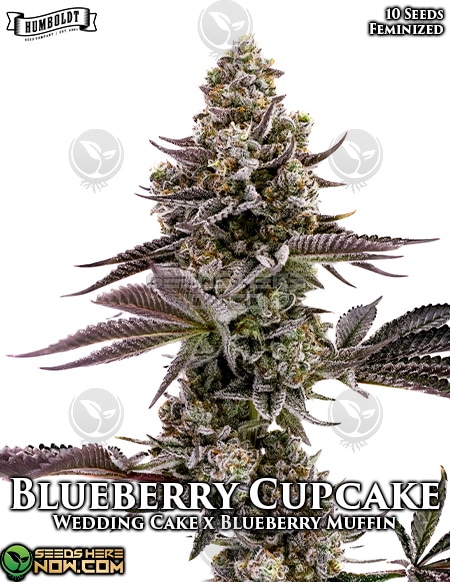 Humboldt-Seed-Company-Blueberry-Cupcake-Fem