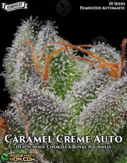 Humboldt Seed Company - Caramel Creme Auto {AUTOFEM} [10pk]Caramel Creme Auto