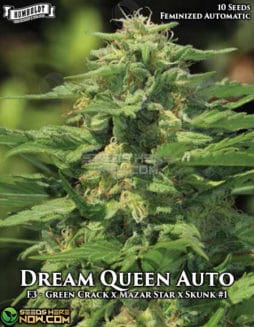 Humboldt Seed Company - Dream Queen Auto {AUTOFEM} [10pk]humboldt-seed-company-dream-queen-auto-autofem