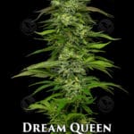 Dream Queen (Feminized) - Humboldt Seed Company