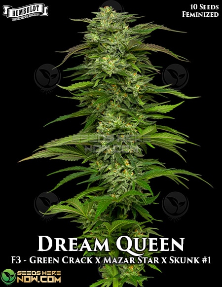 Humboldt-Seed-Company-Dream-Queen-Fem