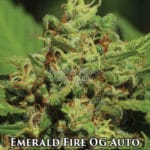 Emerald Fire OG (Autoflower) - Humboldt Seed Company