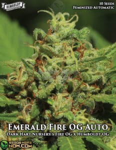 Humboldt Seed Company - Emerald Fire OG Auto {AUTOFEM} [10pk]Emerald Fire Og Auto