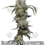 Farmers Daughter (Feminized) - Humboldt Seed Company