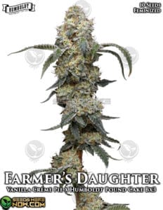 Farmers Daughter (feminized) - Humboldt Seed Company
