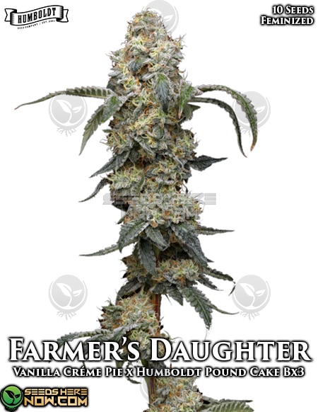 Humboldt-seed-company-farmers-daughter-fem