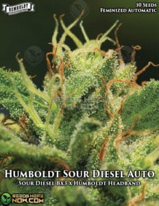 Humboldt Sour Diesel Auto (Autoflower) - Humboldt Seed Company