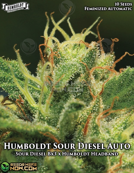 Humboldt-Seed-Company-Humboldt-Sour-Diesel-Autofem