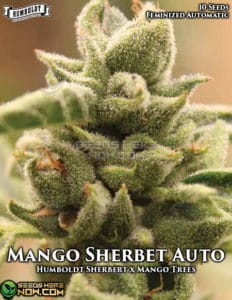 Mango Sherbert Auto (autoflower) - Humboldt Seed Company