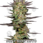 Mint Jelly (Autoflower) - Humboldt Seed Company
