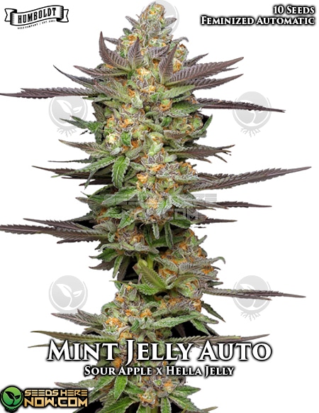 Humboldt-Seed-Company-Mint-Jelly-Auto-Autofem