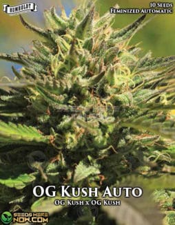 Humboldt Seed Company - OG Kush Auto {AUTOFEM} [10pk]humboldt-seed-company-og-kush-autofem