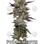 Poddy Mouth (Feminized) - Humboldt Seed Company