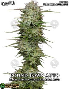 Pound Town Auto (autoflower) - Humboldt Seed Company