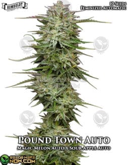 Humboldt Seed Company - Pound Town Auto {AUTOFEM} [10pk]Pound Town Auto