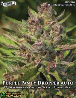 Humboldt Seed Company - Purple Panty Dropper Auto {AUTOFEM} [10pk]Purple Panty Dropper Auto