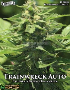 Trainwreck Auto (autoflower) - Humboldt Seed Company