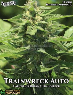Humboldt Seed Company - Trainwreck Auto {AUTOFEM} [10pk]Trainwreck Auto