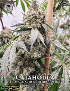 Catahoula (Regular) - Lucky Dog Seed Company