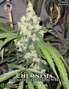 Chemnesia (Regular) - Lucky Dog Seed Company