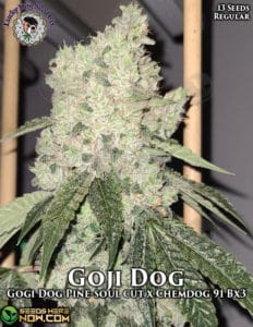 Goji dog (regular) - lucky dog seed company