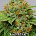 Gas Leak (Regular) - Midnight Roots