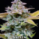 Napalm (Regular) - Midnight Roots