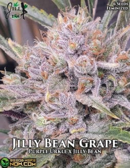 Mz Jill Genetics - Jilly Bean Grape {FEM} [6pk]mz-jill-genetics-jilly-bean-grape-fem