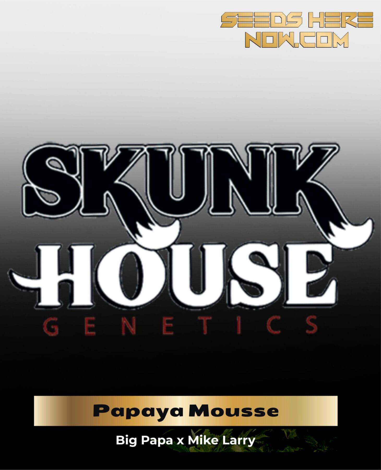 Papaya Mousse (Regular) - Skunk House Genetics