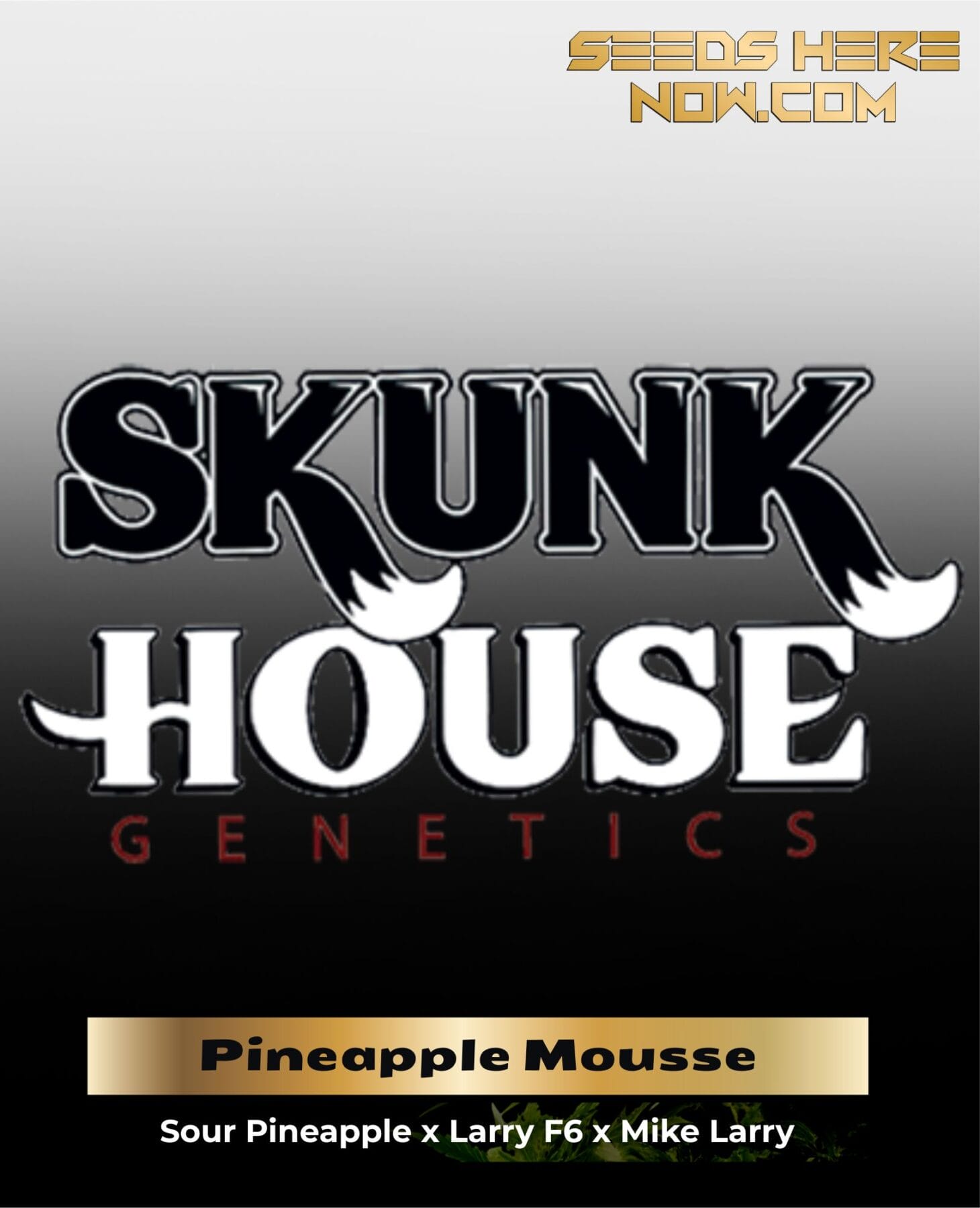 Pineapple Mousse (Regular) - Skunk House Genetics