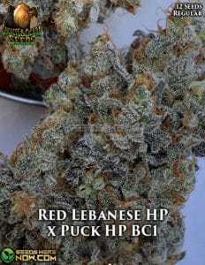 Red Lebanese HP x Puck HP BC1 (Regular) (space) Crickets and Cicada Seeds