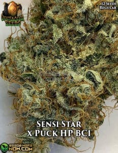 Sensi Star x Puck HP BC1 (Regular) - Crickets and Cicada Seeds