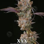 XXX (Feminized) - Ethos Genetics