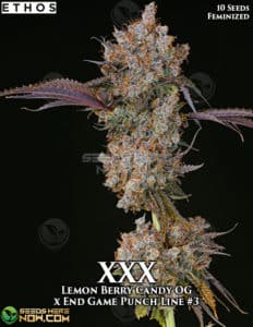 Xxx (feminized) - Ethos Genetics